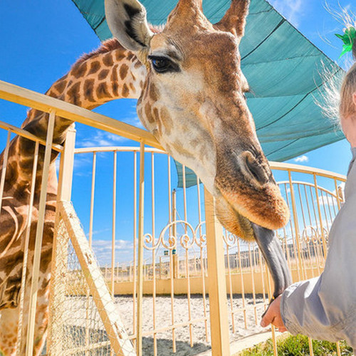 картинка экскурсия с дикой природой